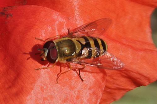Syrphus sp.